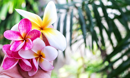 flowers